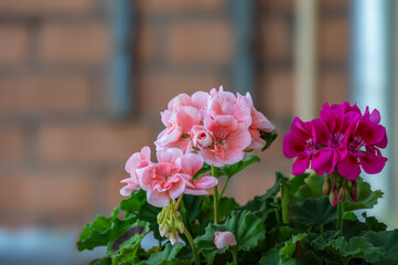 Houseplant Pelargonium with delicate pink flowers on blurred background.