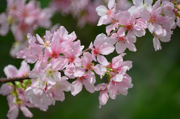 sukura flowers on a spring day