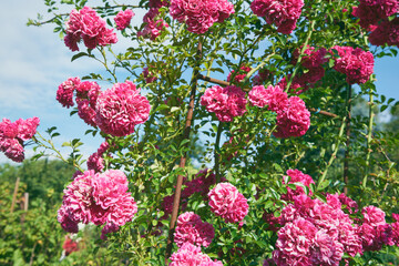 róże parkowe © Marcin Łazarczyk