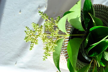 white hat and flowerson a white background 