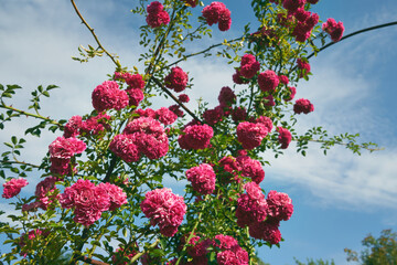 pnące róże  © Marcin Łazarczyk