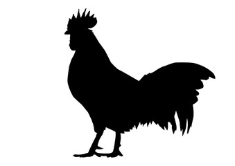 Silhouette of rooster on white background vector illustration