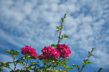 róże,niebo  © Marcin Łazarczyk