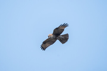The Himalayan buzzard (Buteo refectus ) is a medium to large bird of prey hovering in the sky and looking down for prey.