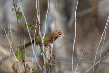 A bird perched on a branch. Rusty-cheeked Scimitar-babbler is singing in its habitat. 