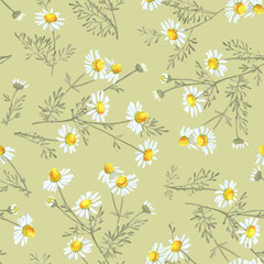 Chamomile flower bouquets on a light green background. Botanical sketch of medical herb for label, herbal tisane tea packaging, fashion prints. Hand drawn seamless pattern