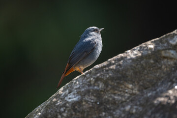 Plumbeous Redstart (Phoenicurus fuliginosus) standing in a big rock close-up shot in sun rays.