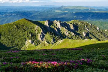 landscape with flowers, Gropsoarele Ridge, Ciucas Mountains, Romania 