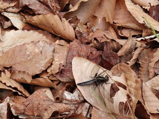 A black dragonfly resting on a pile of dried leaves in Acadia National Park, Maine