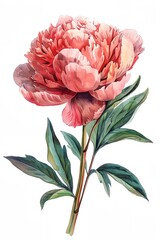 A watercolor painting of a pink flower with green leaves. The flower is the main focus of the painting, and the green leaves add a touch of color and contrast to the overall composition