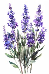 Fototapeta premium A painting of purple flowers with green stems. The flowers are arranged in a way that they are all facing the same direction. The painting has a calming and peaceful mood