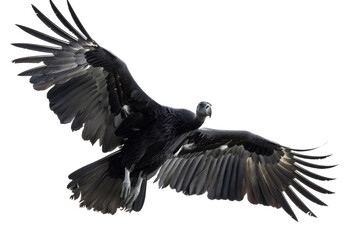 Obraz premium A black bird with a white head flies in the sky