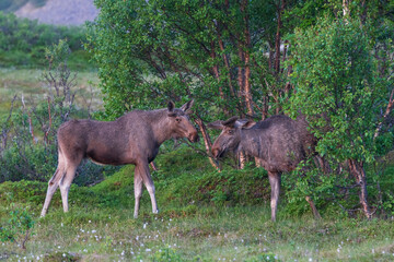 Norvegian moose in the wilderness.
