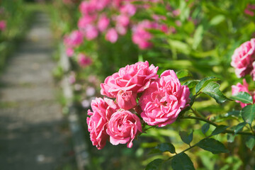 różowe róże  © Marcin Łazarczyk