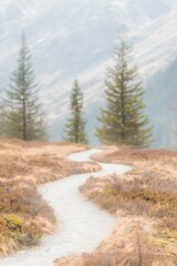 Obraz premium Serene Mountain Path with Lush Evergreens in Misty Landscape. Book cover design