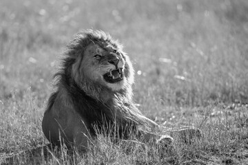 Lion noir et blanc