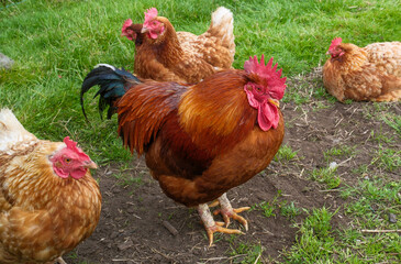 Free-Range Rooster and Hens in a Rustic Farm Setting