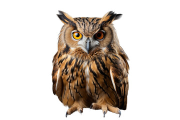 Naklejka premium Owl (PNG 8640x5760)