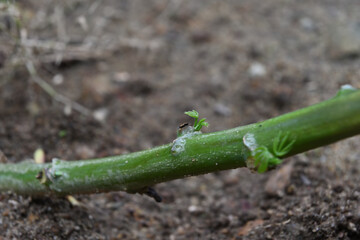 A tiny leaf bud that is growing from the leaf stem of a recently planted Cassava plant
