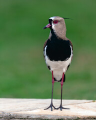 Southern Lapwing in Brazil looking into camera.