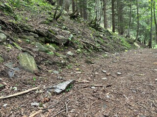 Alberi nel bosco, treees in the woods
