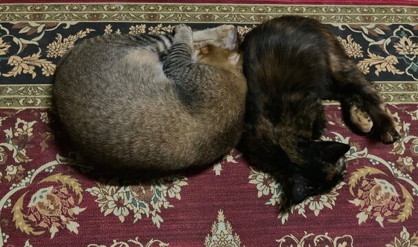 two cats ❤️❤️
