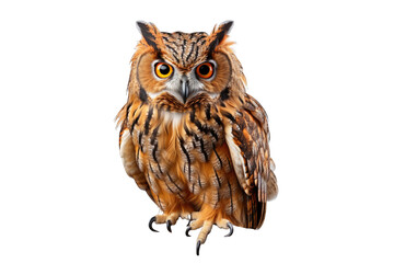 Naklejka premium Owl (PNG 8640x5760)