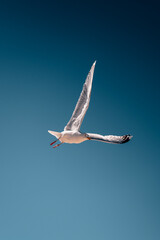 Gull in the sky