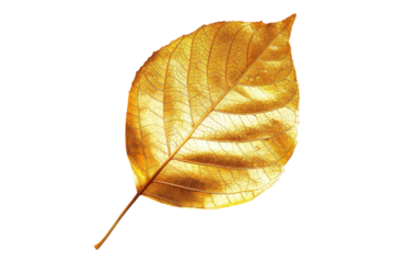 Leaf of gold isolated on transparent background