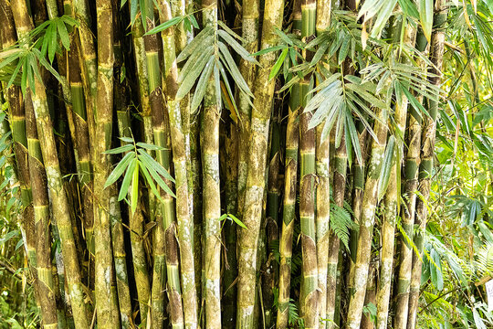 Bamboo plants growing in forest