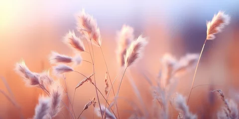 Crédence de cuisine  Soft Sunlight Through Fluffy Grass  © Nice Seven