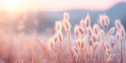 Soft Sunset Glow on Field of Grass