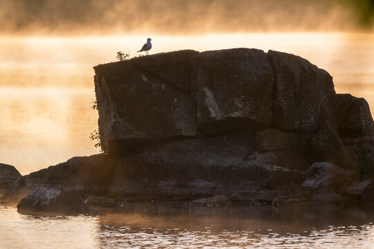 Seagull perching on rock near sea at sunset