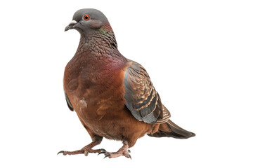 Fototapeta premium Portrait of brown pigeon isolated on transparent background