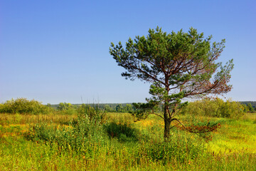 Сedar tree in the green field