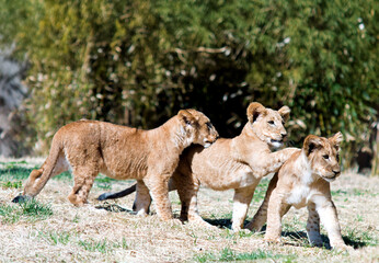 Lion Cubs