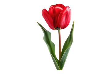 Red tulip flower isolated on transparent background