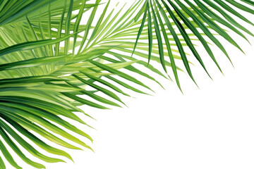 Obraz premium PNG Palm leaves nature backgrounds outdoors.