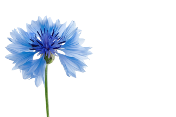 A single blue flower with a green stem