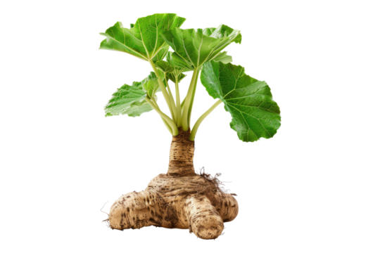 Taro root isolated on transparent background