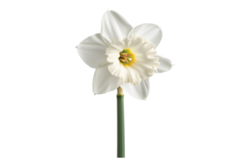White narcissus flower isolated on transparent background