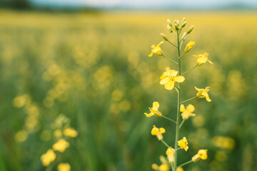 Yellow rapeseed flowers close up in front of a blurred rapeseed field.