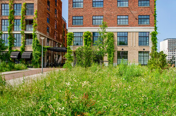 Rotterdam, The Netherlands, June 6, 2024: abundant wildflowers growing on a field next to new urban residential neighbourhood Little C
