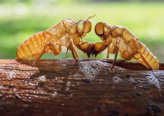 Cicadas molt and leave behind