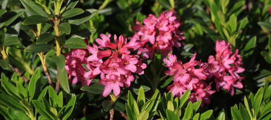 Alpine roses, pink wildflowers growing in the Swiss Alps.