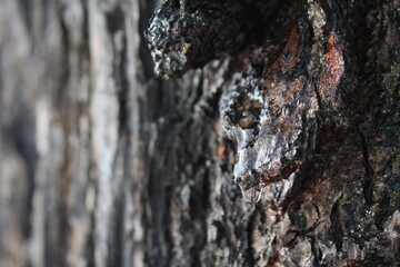 bark of a tree