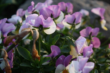 purple crocus flowers in spring
