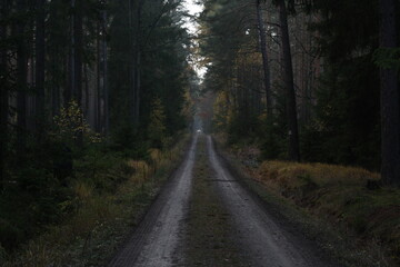 Abandoned road in forest