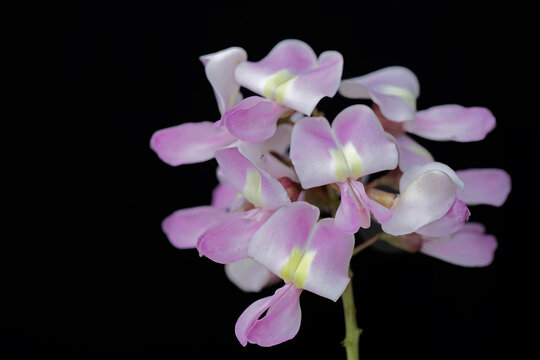 The beauty of Nicaraguan coffee shade flowers when they are in full bloom. This plant has the scientific name Gliricidia sepium.