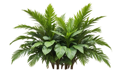 Obraz premium Lush green tropical plants cut out